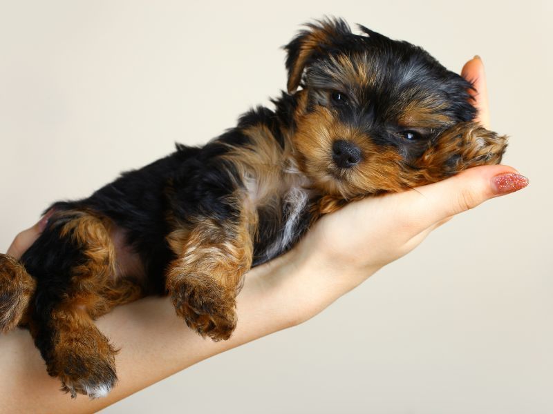 Yorkshire Terrier