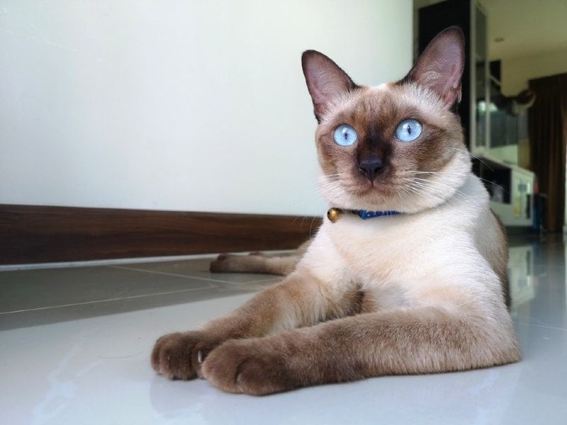 You're Allergic to Cat Dander