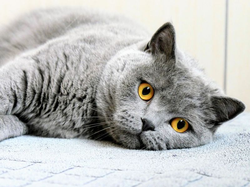 You've Recently Lost a Pet