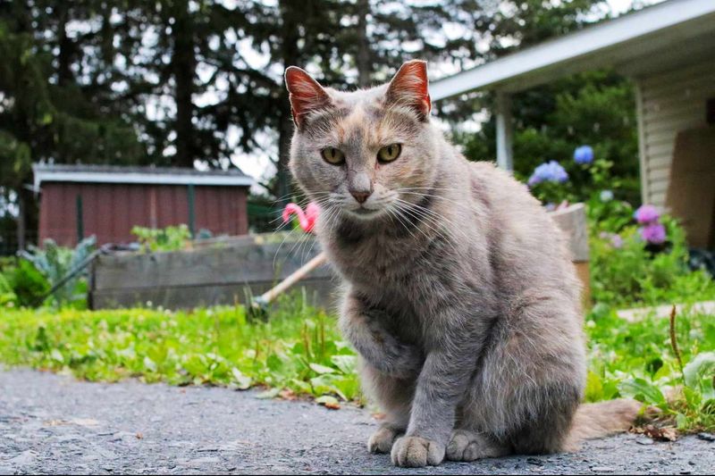 You've Spotted a Cat That Needs a Home