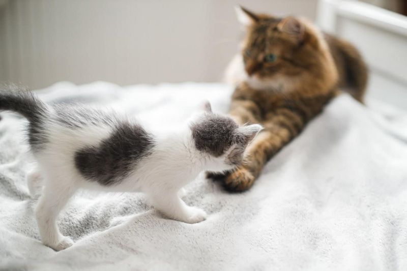 You Notice Your Cat Playing With Other Cats
