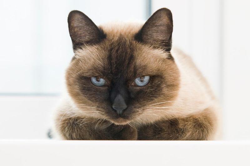 You Prefer a Quiet, Low-Maintenance Pet