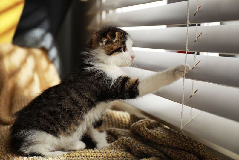 Your Cat Has Separation Anxiety