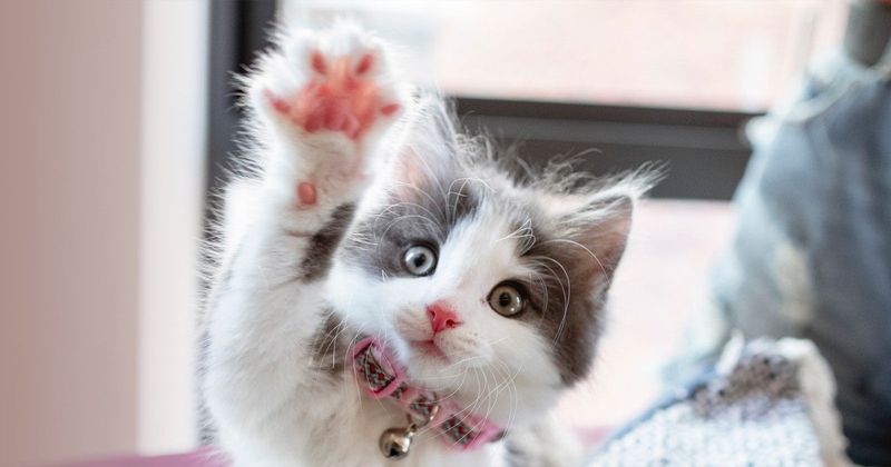 Your Current Cat Is Young and Energetic