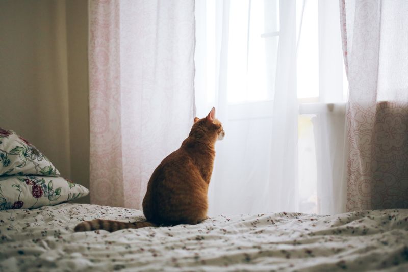 Your Current Cat Seems Lonely