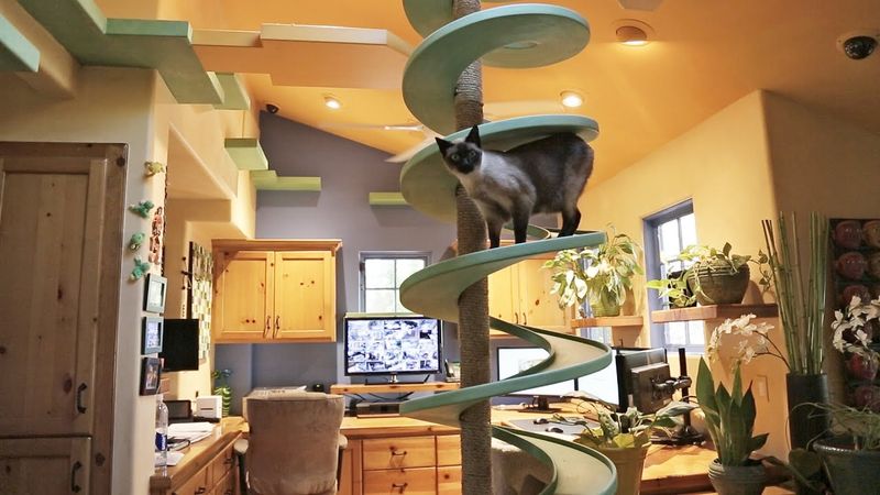 Your Furniture Arrangement Considers Cat Pathways