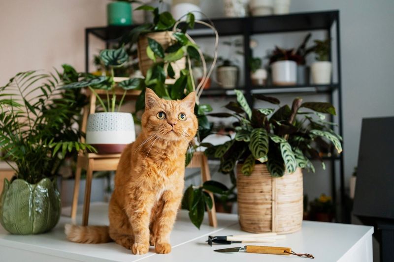 Your Gift Registry Now Includes Cat-Friendly Plants Only
