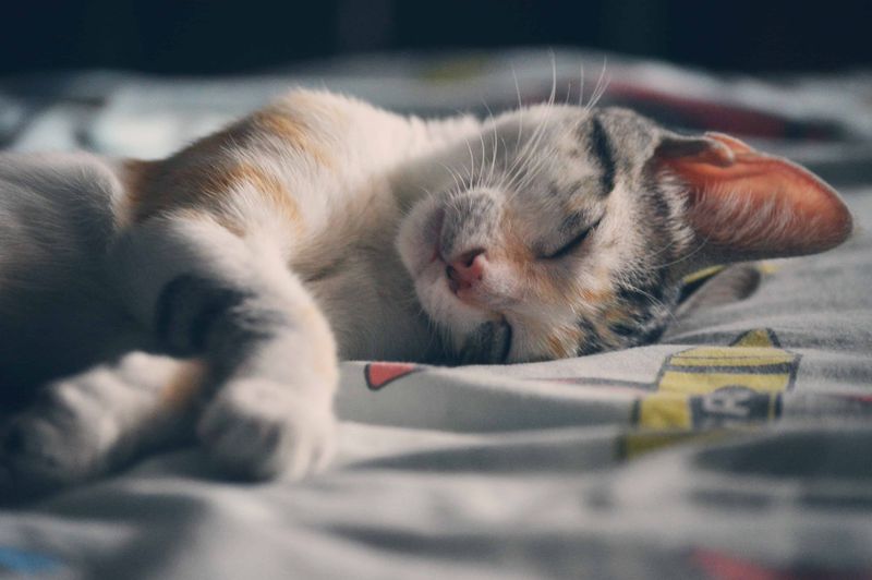 Your Home Temperature Settings Prioritize Feline Comfort
