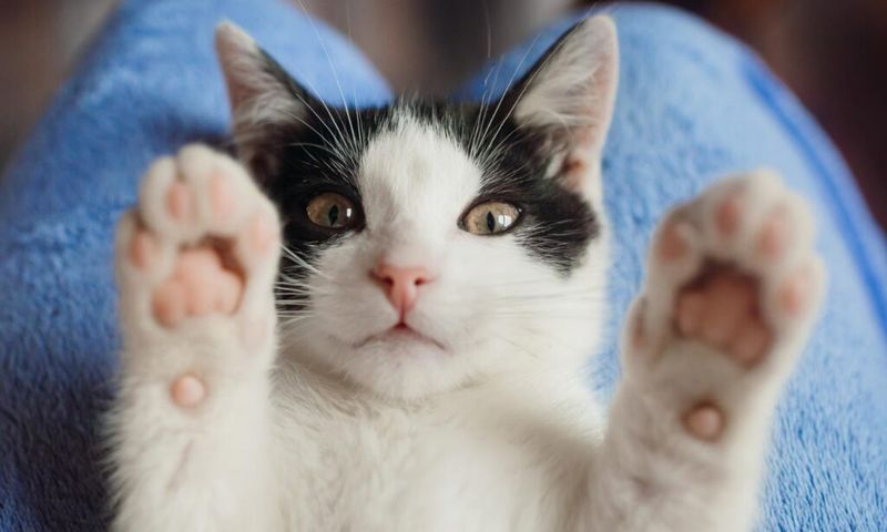 Your Pet Greets You With Enthusiasm