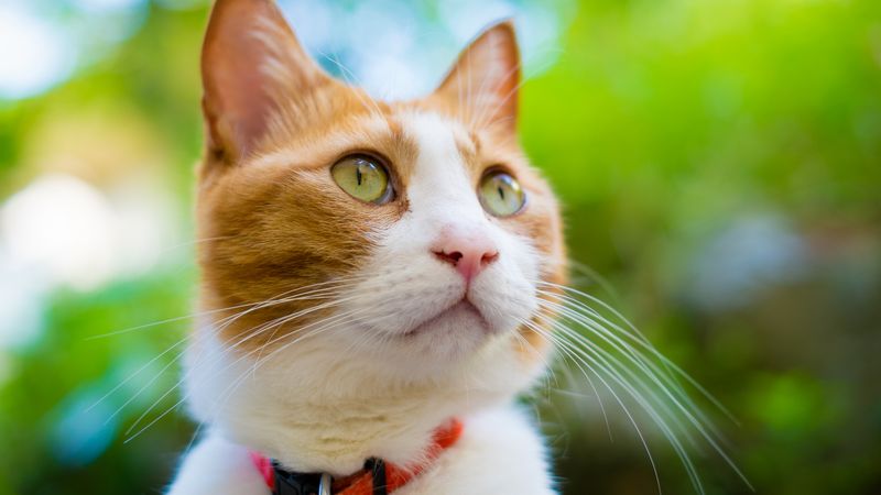 Your Phone Contains More Cat Photos Than People Pictures