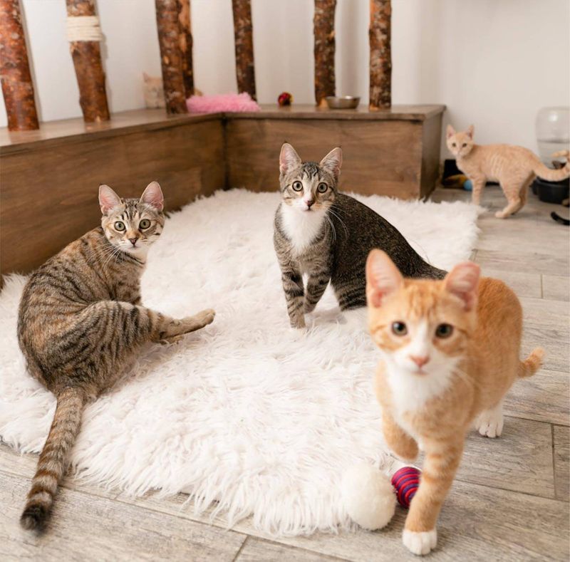 Your Shopping Cart Contains More Cat Items Than Human Necessities