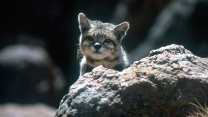 A New Species of Cat Has Emerged in the Andes