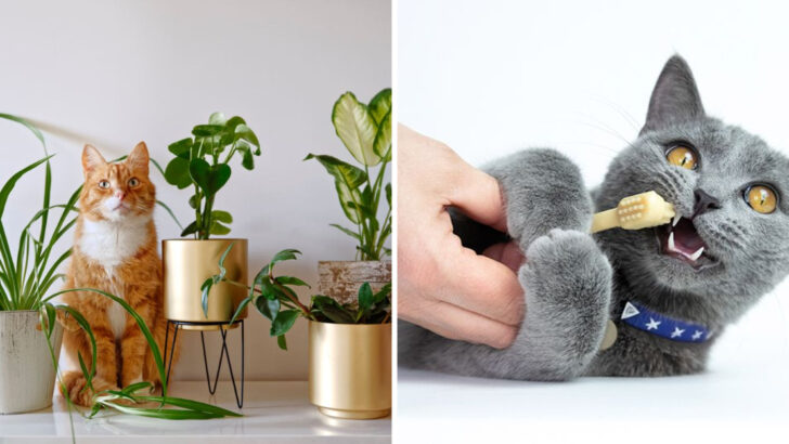 Are You Doing These 21 Things Wrong as a Cat Owner?