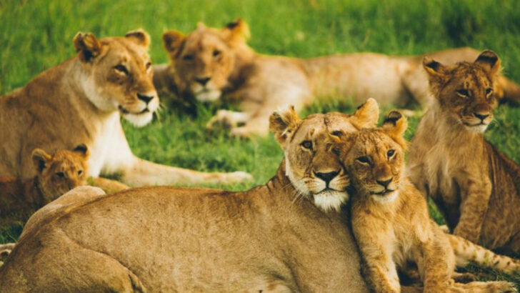 Big Cats vs. Humans: How These Predators Choose to Avoid Trouble