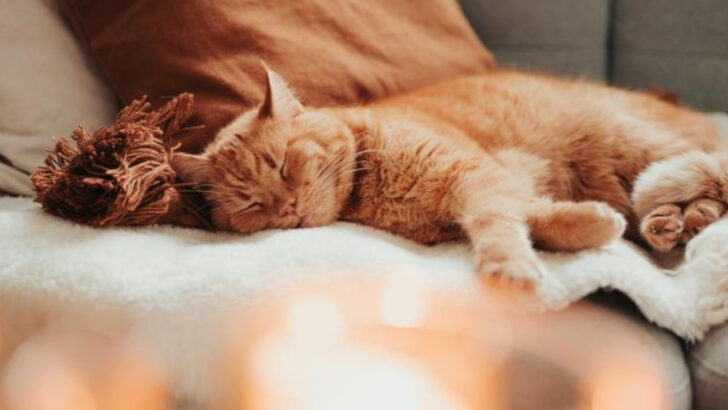 Brain-Boosting Cat Foods for Aging Cats with Dementia