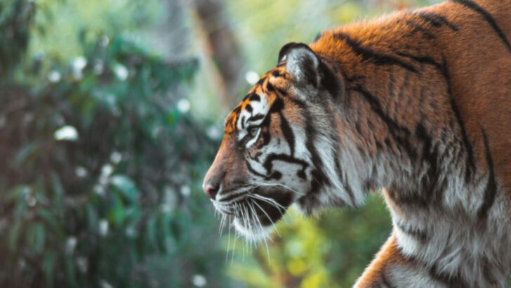 Can Tigers Thrive Without Their Natural Forest Habitat?