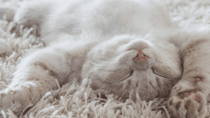 Cat Naps Explained: How Feline Sleep Patterns Differ From Ours