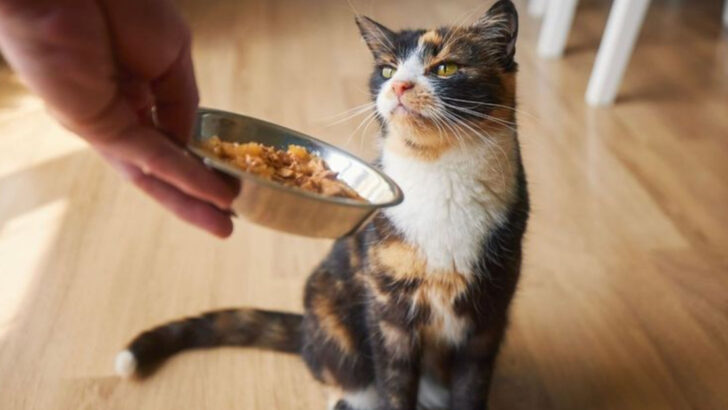 Cat Refusing Food? 22 Common Causes and Practical Solutions