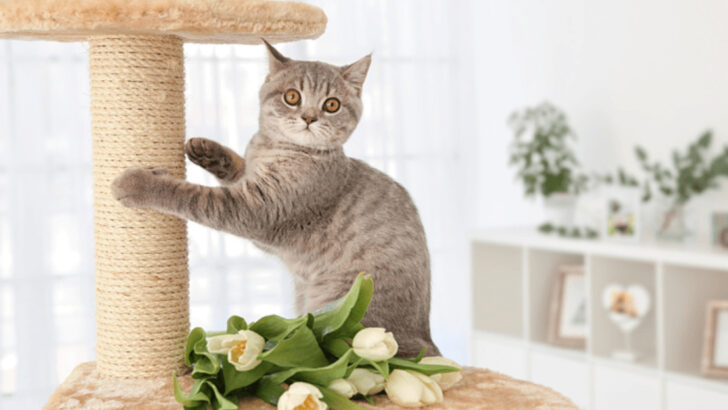 Cat Scratching Explained: 10 Misconceptions You Shouldn’t Believe