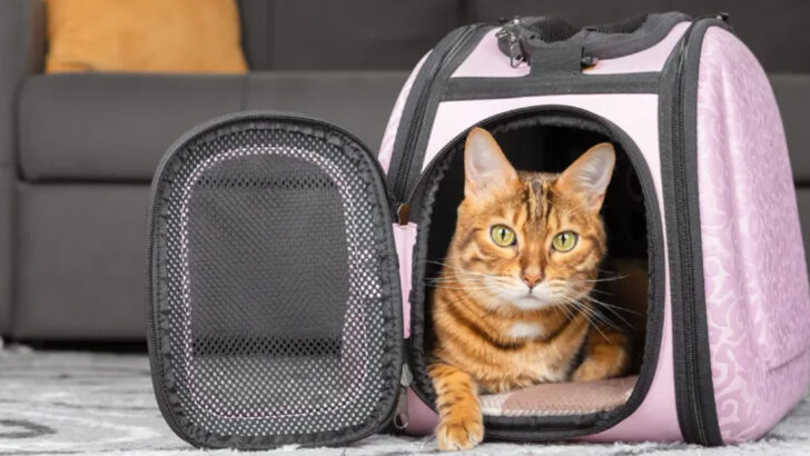 Choosing the Right Cat Carrier Based on Your Feline’s Personality