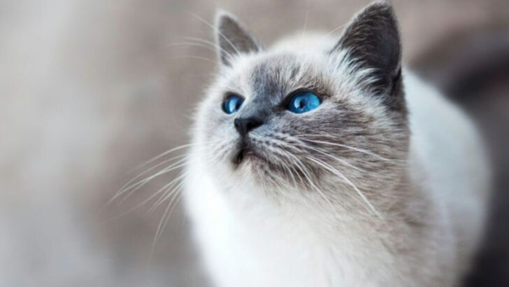 Common Health Issues in Popular Cat Breeds You Should Know About
