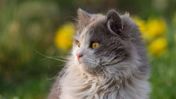 Discover the 12 Long-Haired Cat Breeds Everyone’s Talking About