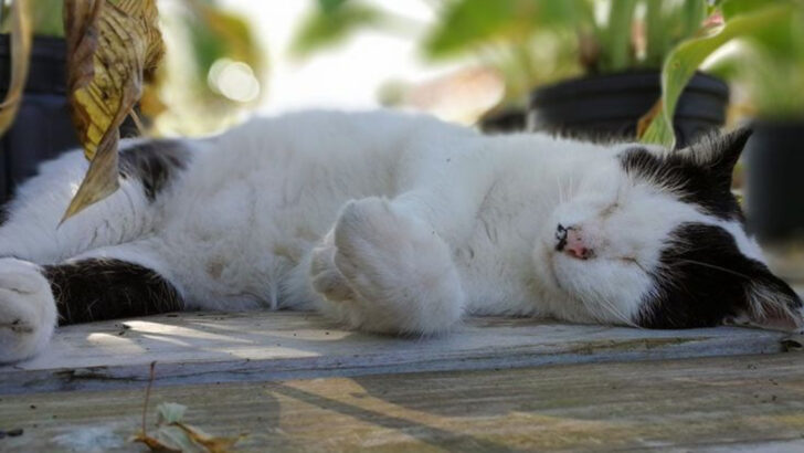 Do Cats Sweat? Keeping Your Kitty Cool in Hot Weather