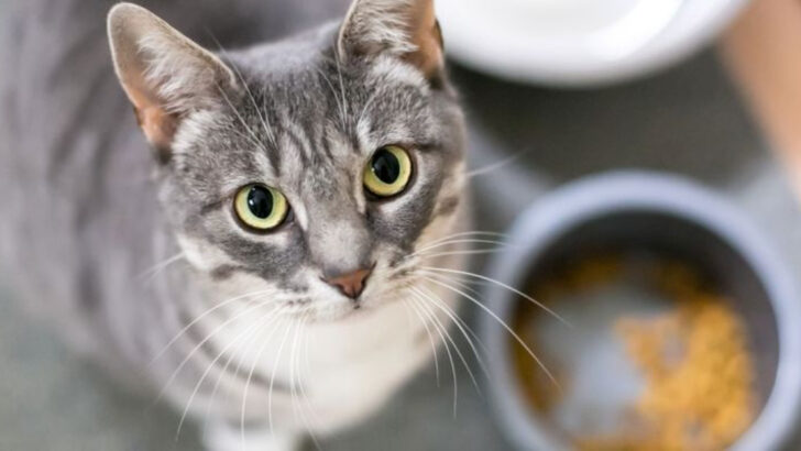 Feeding Your Cat Right: Is Wet or Dry Food Better?