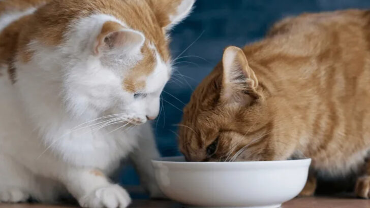 Free Feeding vs. Mealtime Routine: Which Keeps Cats Healthier?