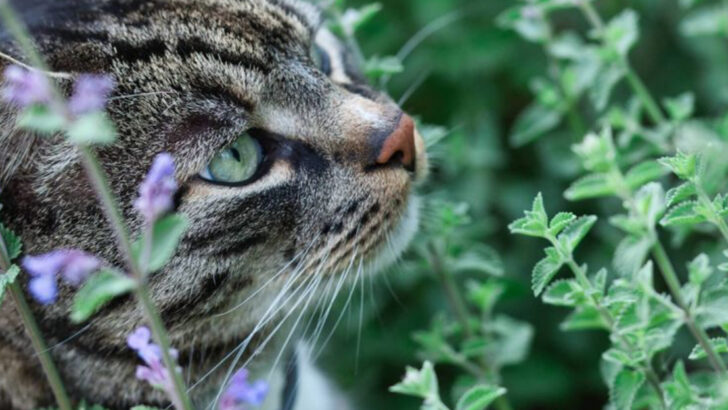 From Pest Control to Minimal Waste: 17 Ways Cats Fit Into a Sustainable Life in 2025