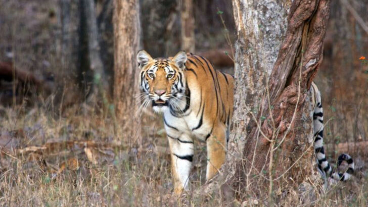 Guardians of the Wild: How Big Cats Keep Ecosystems in Balance