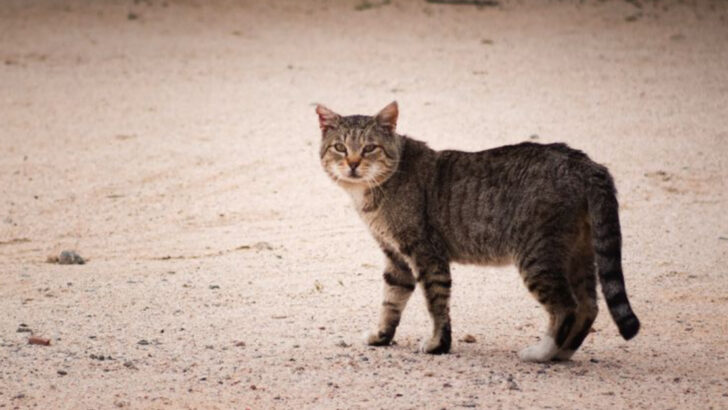 How Do Stray Cats Survive All Alone? 28 Amazing Adaptations