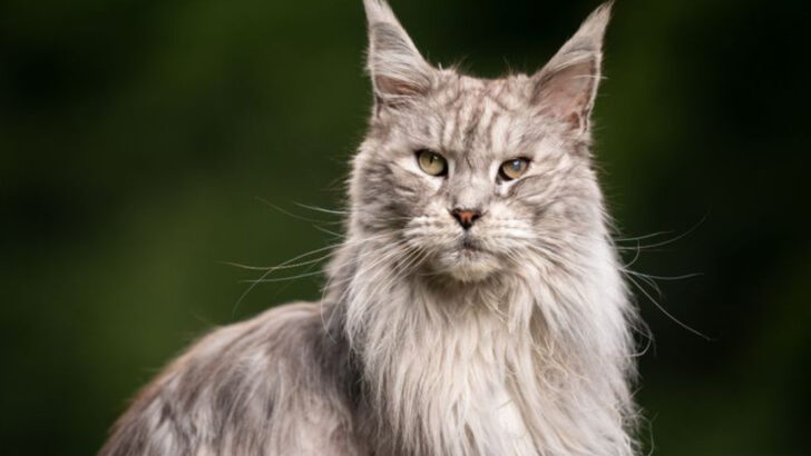 How long do cats live? We checked with a vet