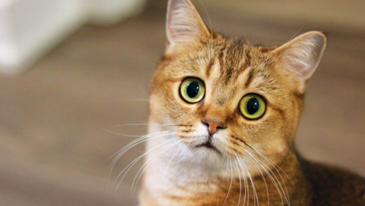 How NOT to Comfort a Grieving Cat: 18 Common Mistakes