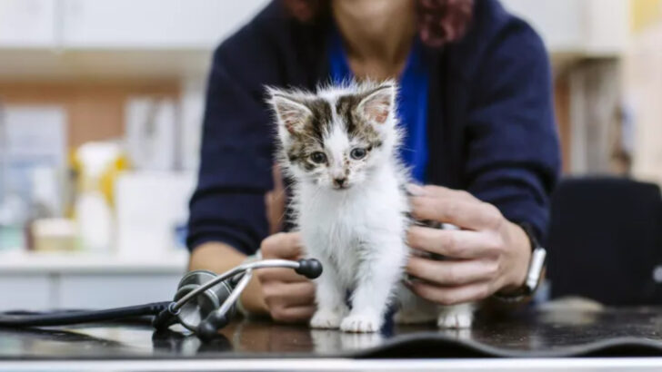 How Often Should I Take My Cat to the Vet?