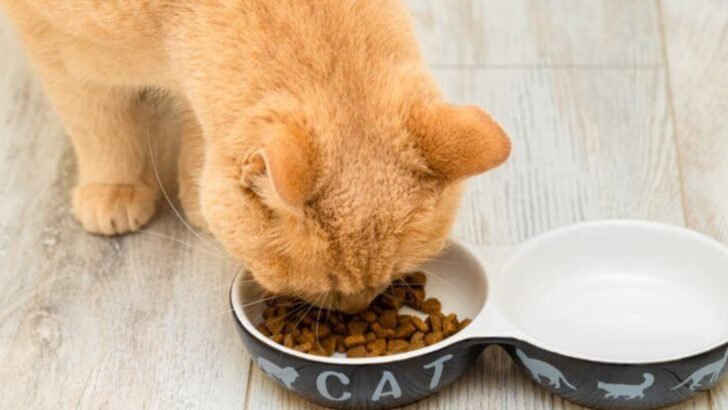 How often should you really feed your cat based on their age?