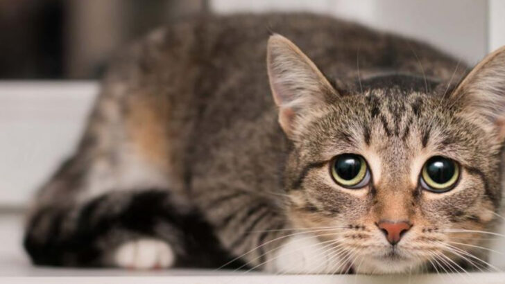 How to Calm a Scared Cat: 15 Trusted Methods That Work