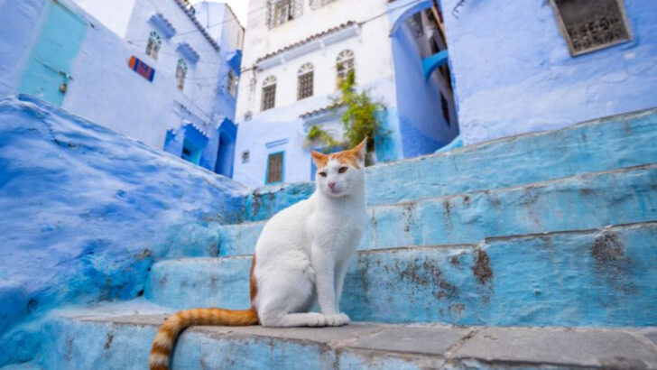 How to Connect With Street Cats in Different Countries