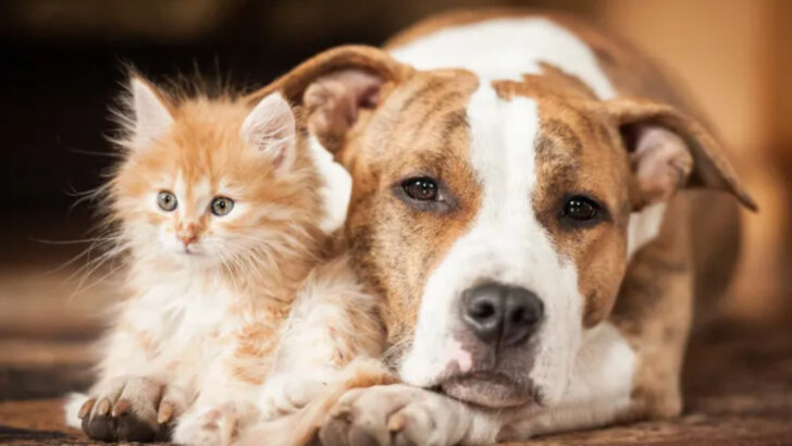 How to Help Your Cat Get Along With Other Animals: 9 Must-Do Steps