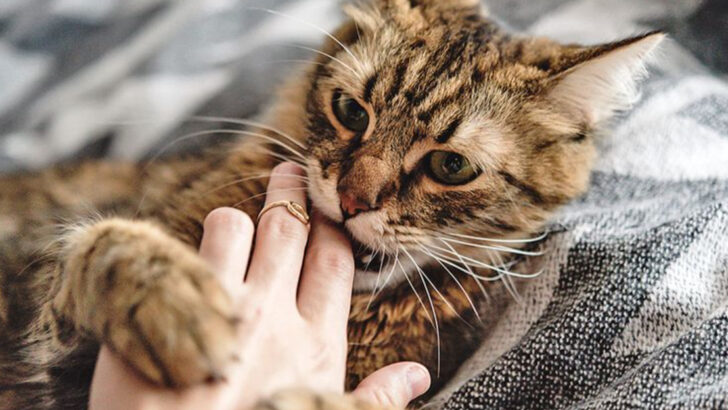 Is It Love or Play? Understanding Gentle Cat Biting