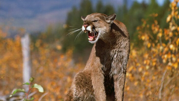 Lions Aren’t the Only Ones Who Roar — Meet 16 Big Cats That Do It Differently