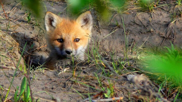 Living Near a Forest? These 10 Wild Animals Might Interact with Your Cat