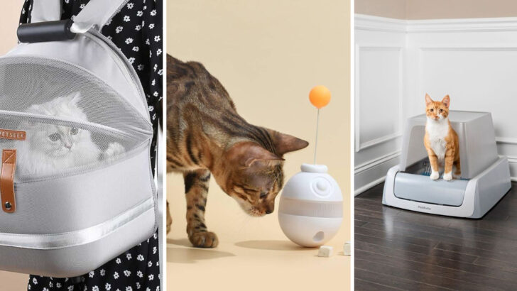 Living With Multiple Cats? These 36 Products Make Life Easier