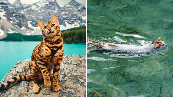 Love Nature? These 24 Cat Breeds Are Perfect for Outdoor Living