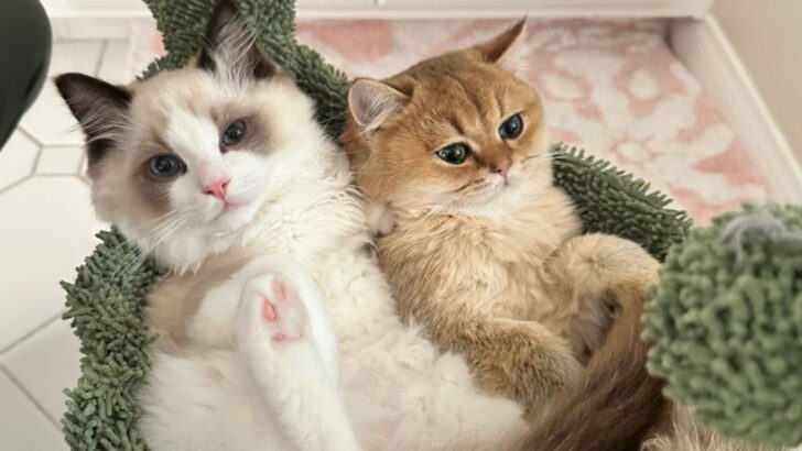 New Study Reveals Shared Personality Traits Among Cat Breeds