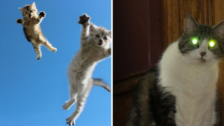 Paws, Whiskers, and Wonder: Everything You Didn’t Know About Cats