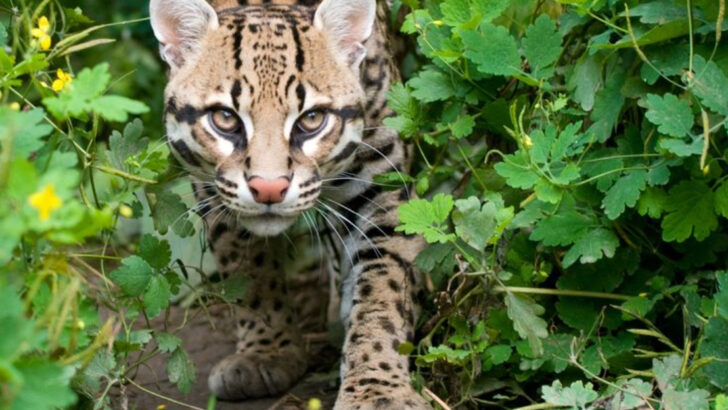 Rare and Remarkable: 20 Wild Creatures Hiding in North America