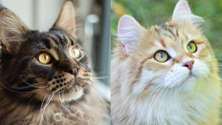 Siberian vs. Maine Coon: 15 Key Differences Every Cat Lover Should Know