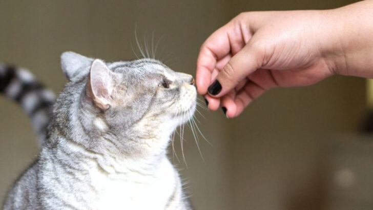 Sniff Test Passed! Cats Can Smell the Difference Between You and a Stranger