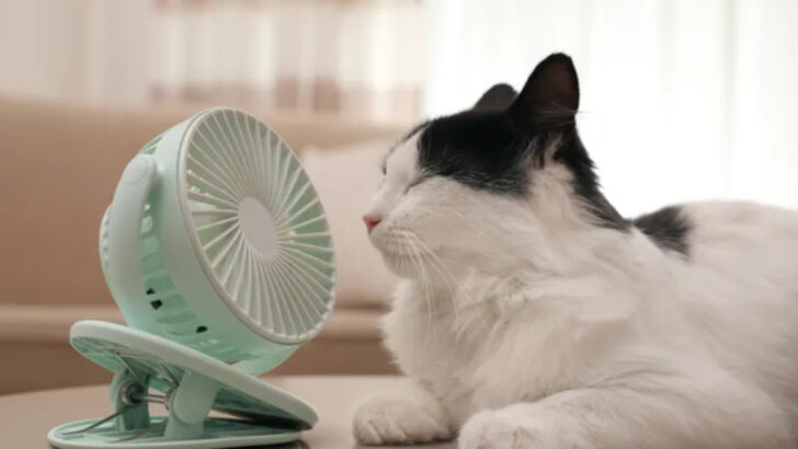 Summer Heat and Cats: Essential Vet Tips to Keep Them Safe